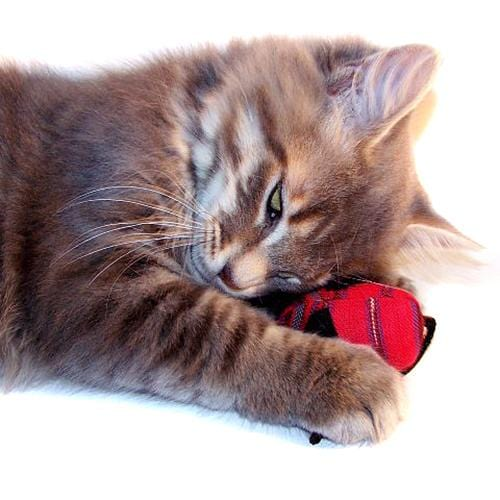 Organic Catnip Mice (set of 2)