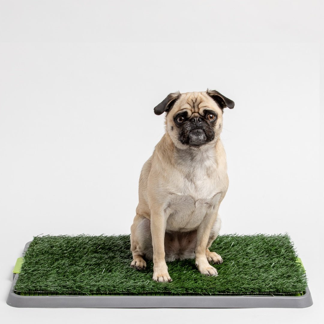 The Dog Potty Patch Trainer Reusable Max And Lilly Pet Marketplace The dog potty patch trainer reusable max and lilly pet marketplace